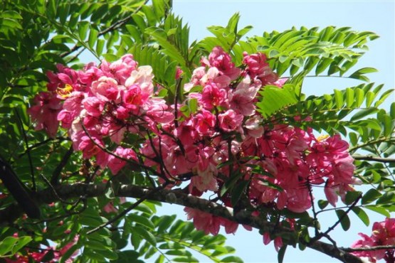 Main image 4 - pink-cassia-enroute-to-marayoor-kerala